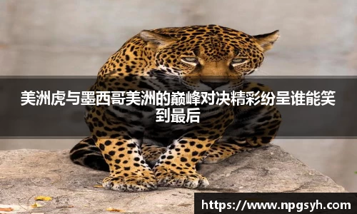 MK体育